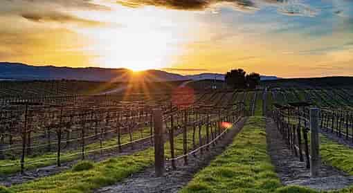 The Wine Country
