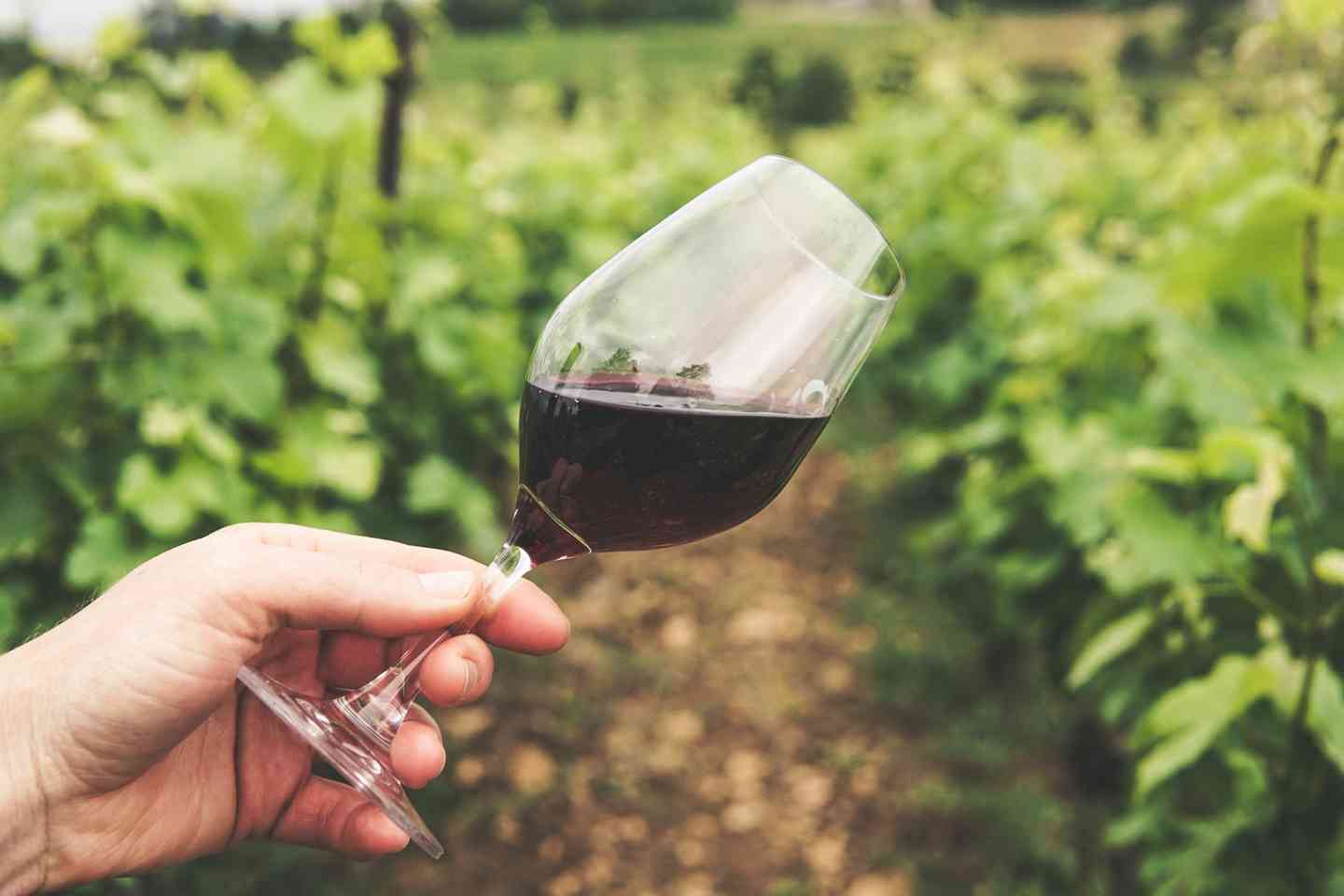 Common Wine Myths – Debunked.