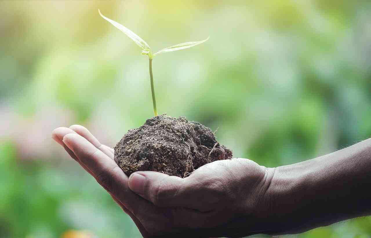 Green Dining in Dallas: Small Ways Social Pie Gives Back