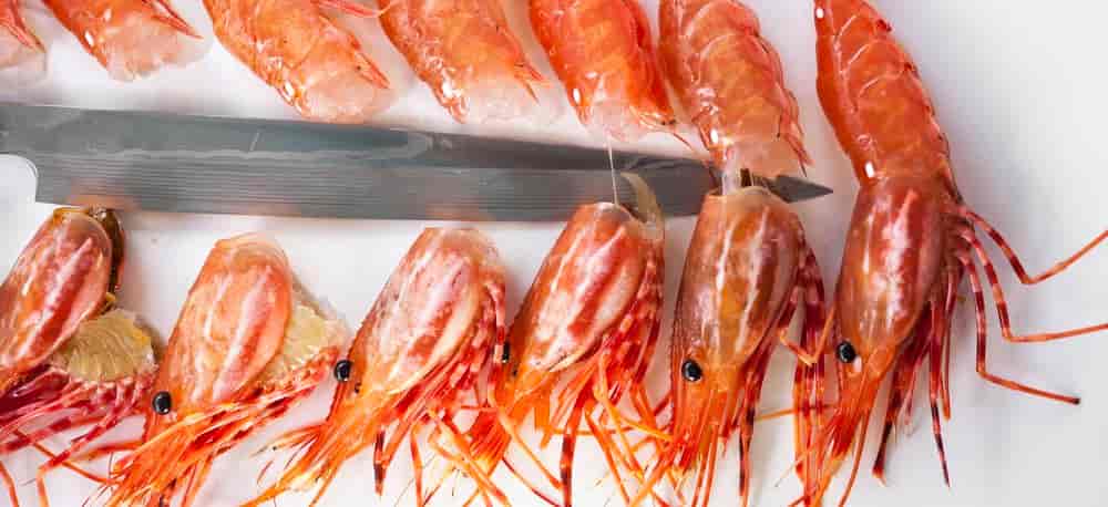 shrimp