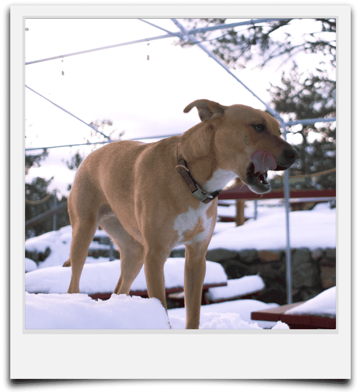 Dog