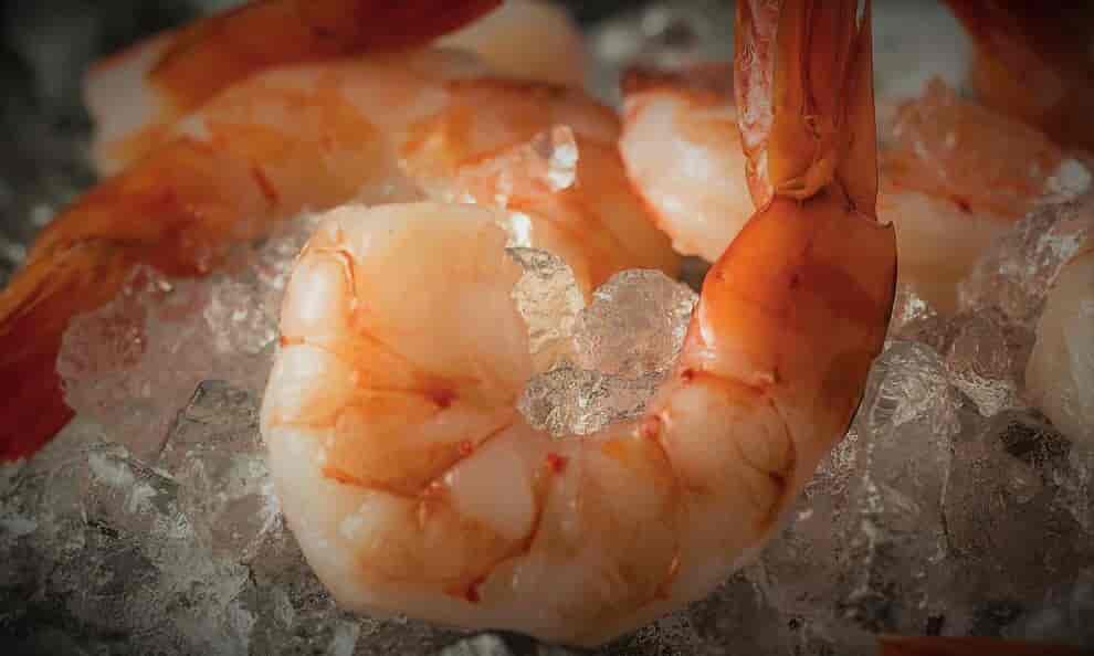 Fresh Shrimp on Ice