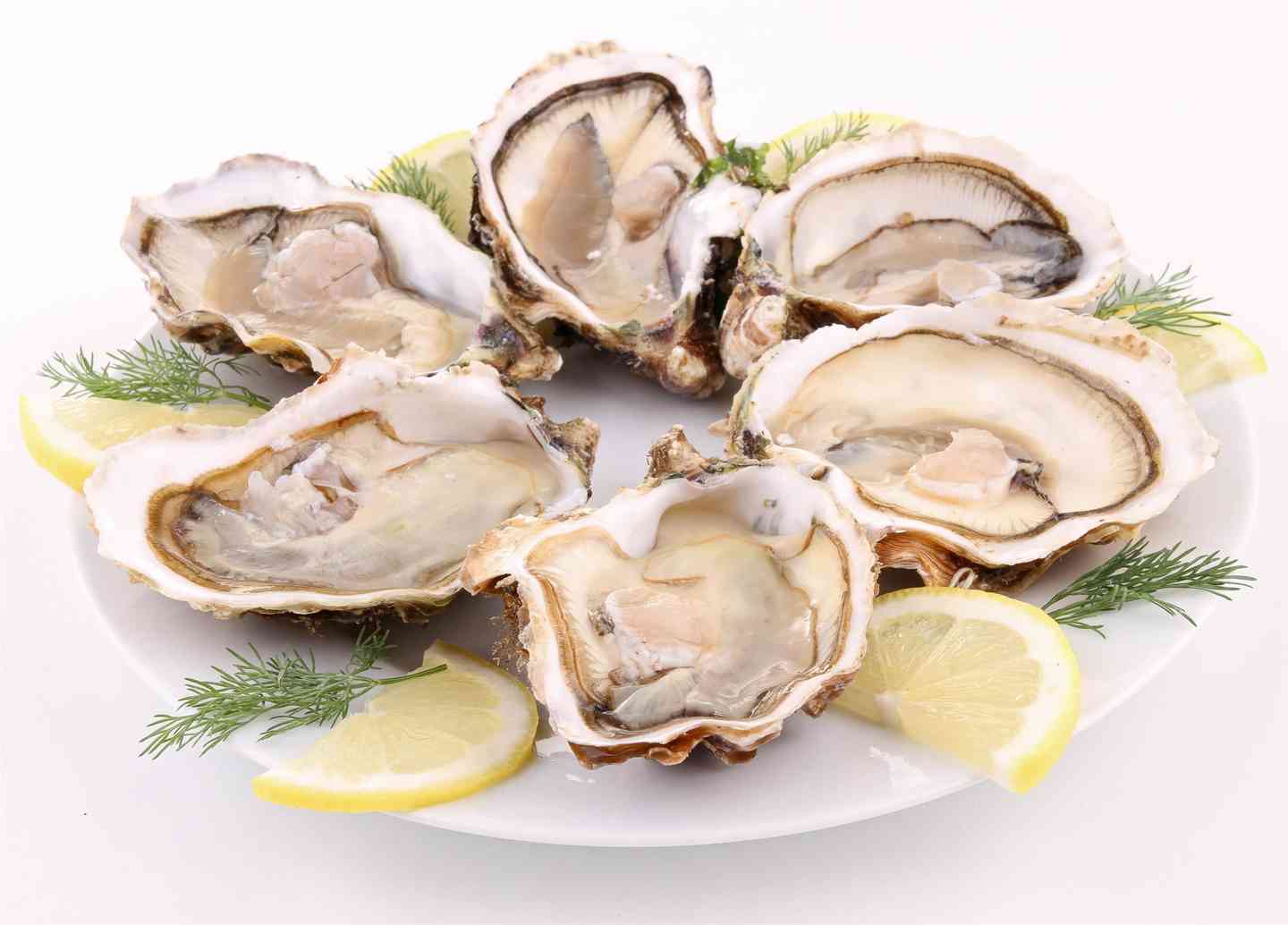 oysters