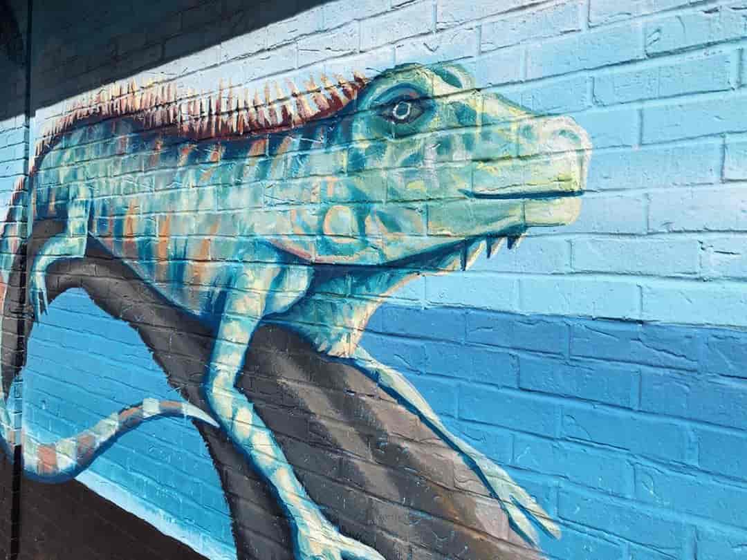lizard