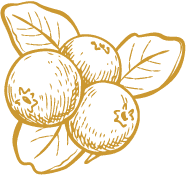 blueberries logo