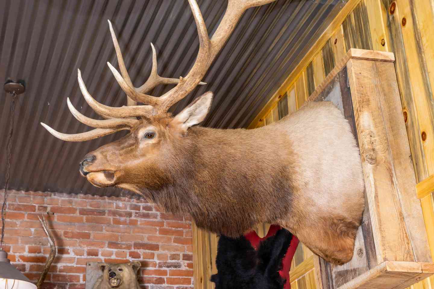 moose