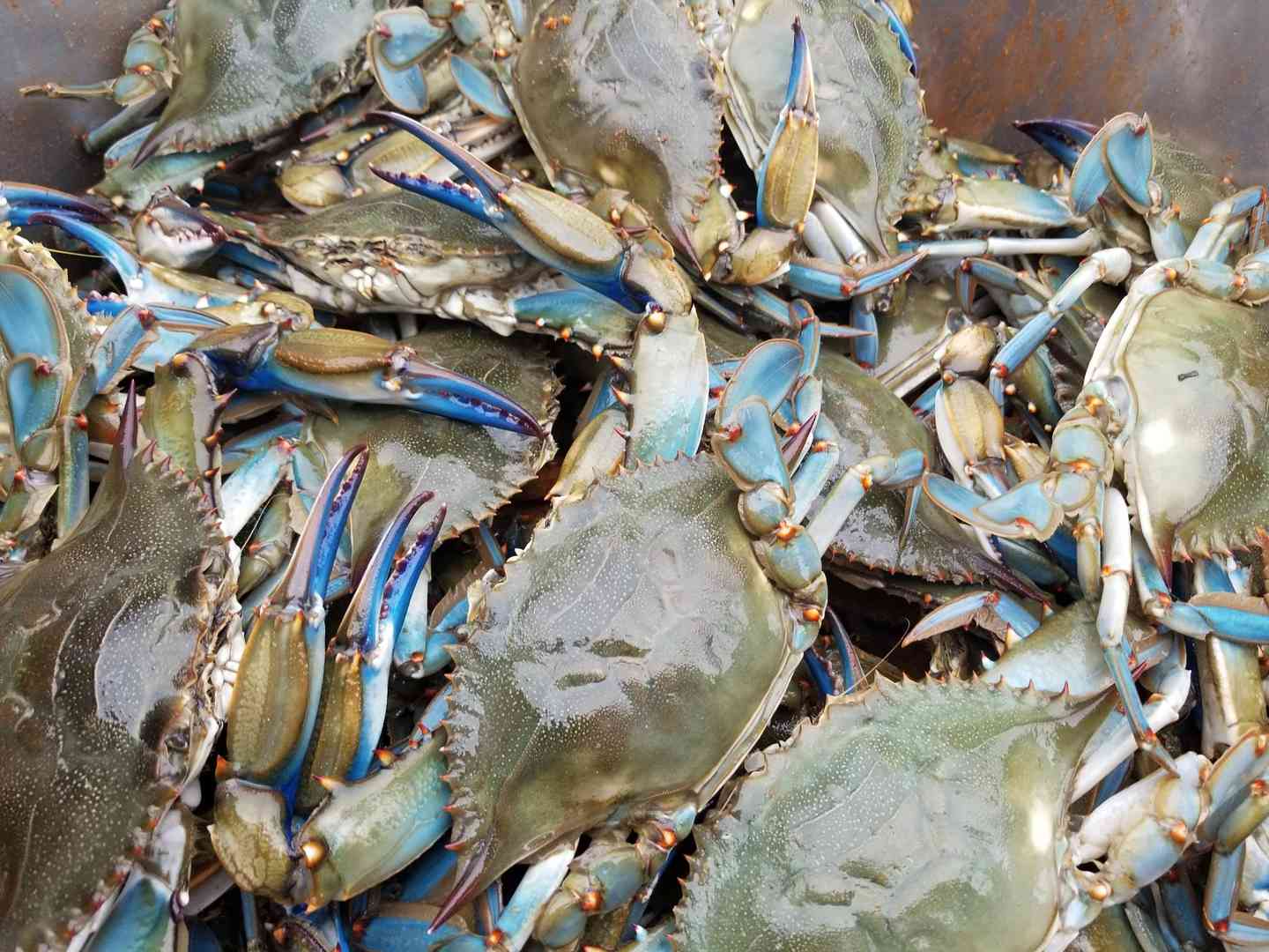 Blue Crab