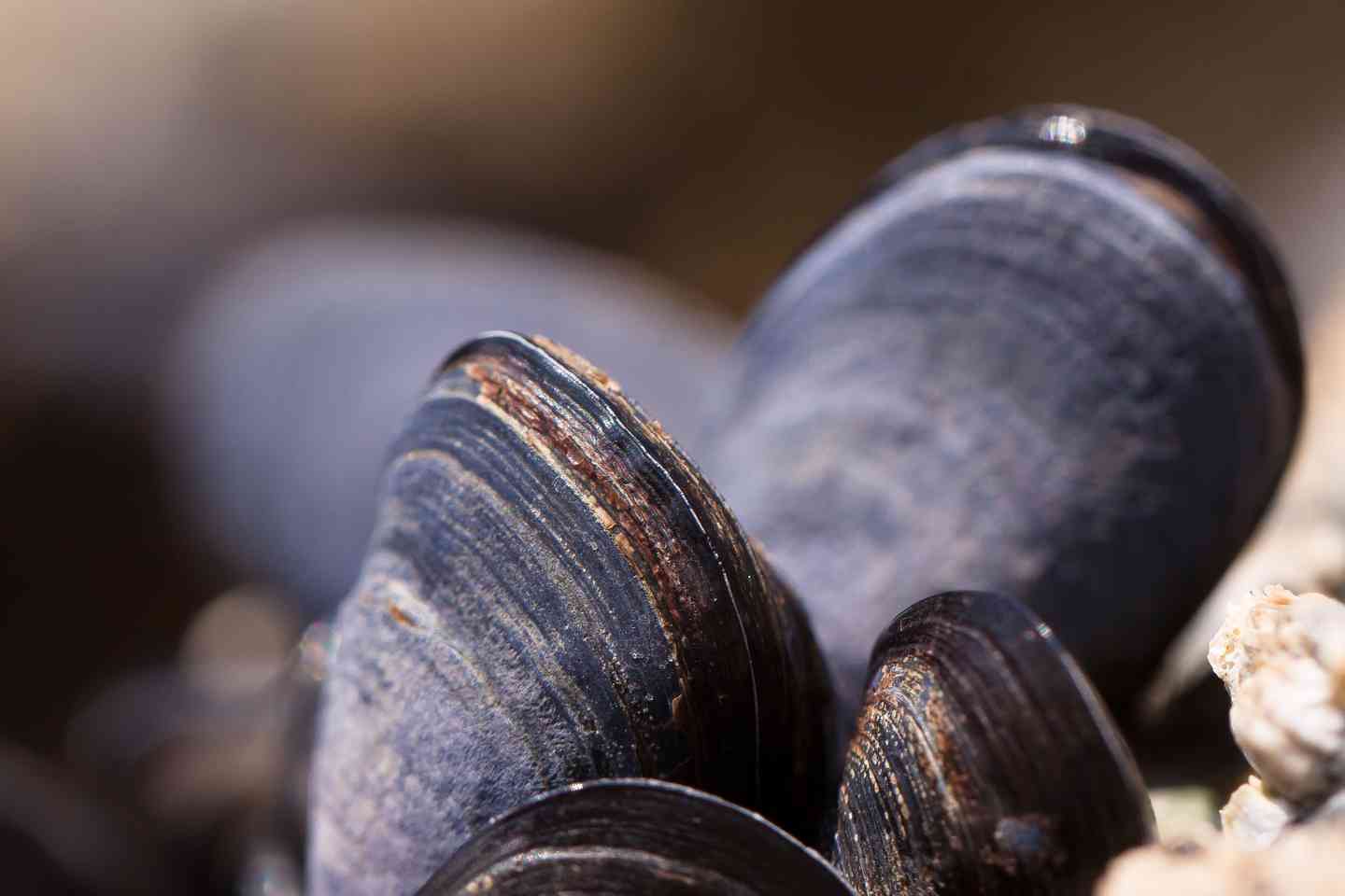 clam shell