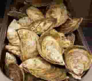 clams