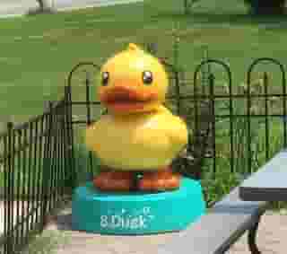 rubber duck