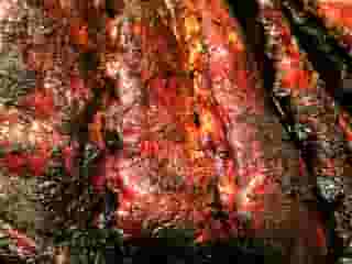 ribs