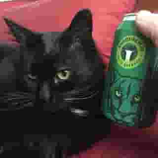 cat and beer can