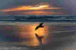 Ocean Shores Sunset