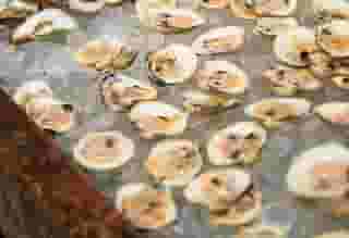 oysters