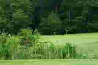 golf course