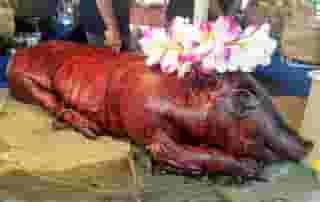 Hawaiian Bbq Luau (Whole Hog Luau)