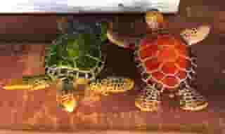 turtles