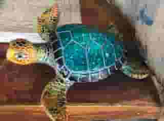 blue turtle