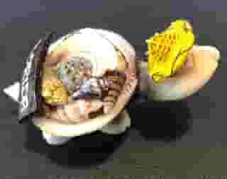 shell turtle