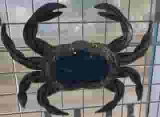 crab
