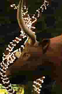 Scottsdale's Original Rib House World Famous Handlebar J BBQ