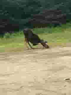 moose