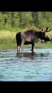 moose