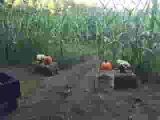 maze entrance