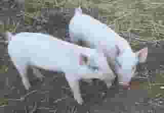 pigs