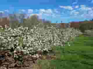 trees in bloom