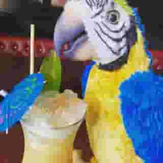 Polly the pirate parrot