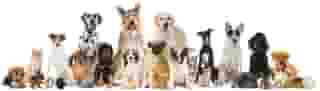 Dogs