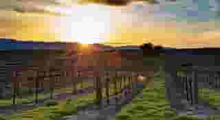 The Wine Country