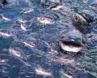 catfish