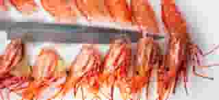 shrimp