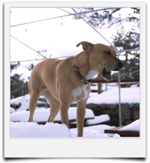 Dog