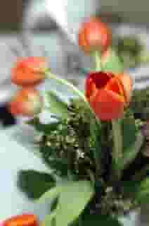 Tulips