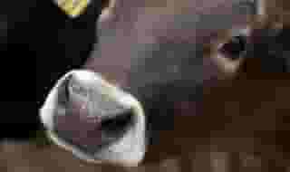 cow