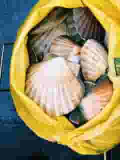 Clamshells