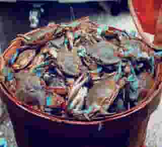 blue crabs