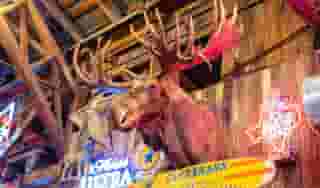 Moose head