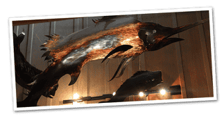 Fish decor