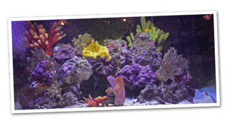 Fish Tank