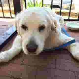 white dog laying down