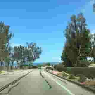 road and trees