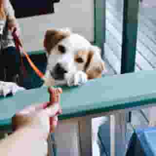 dog and treat