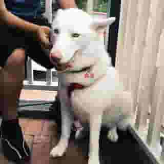 white dog sitting