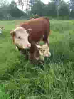 cows