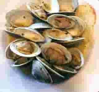clams