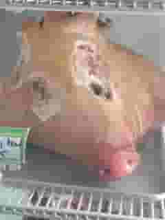 Pig Head